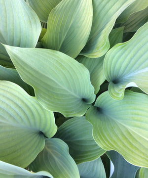 Why Grow Hostas?