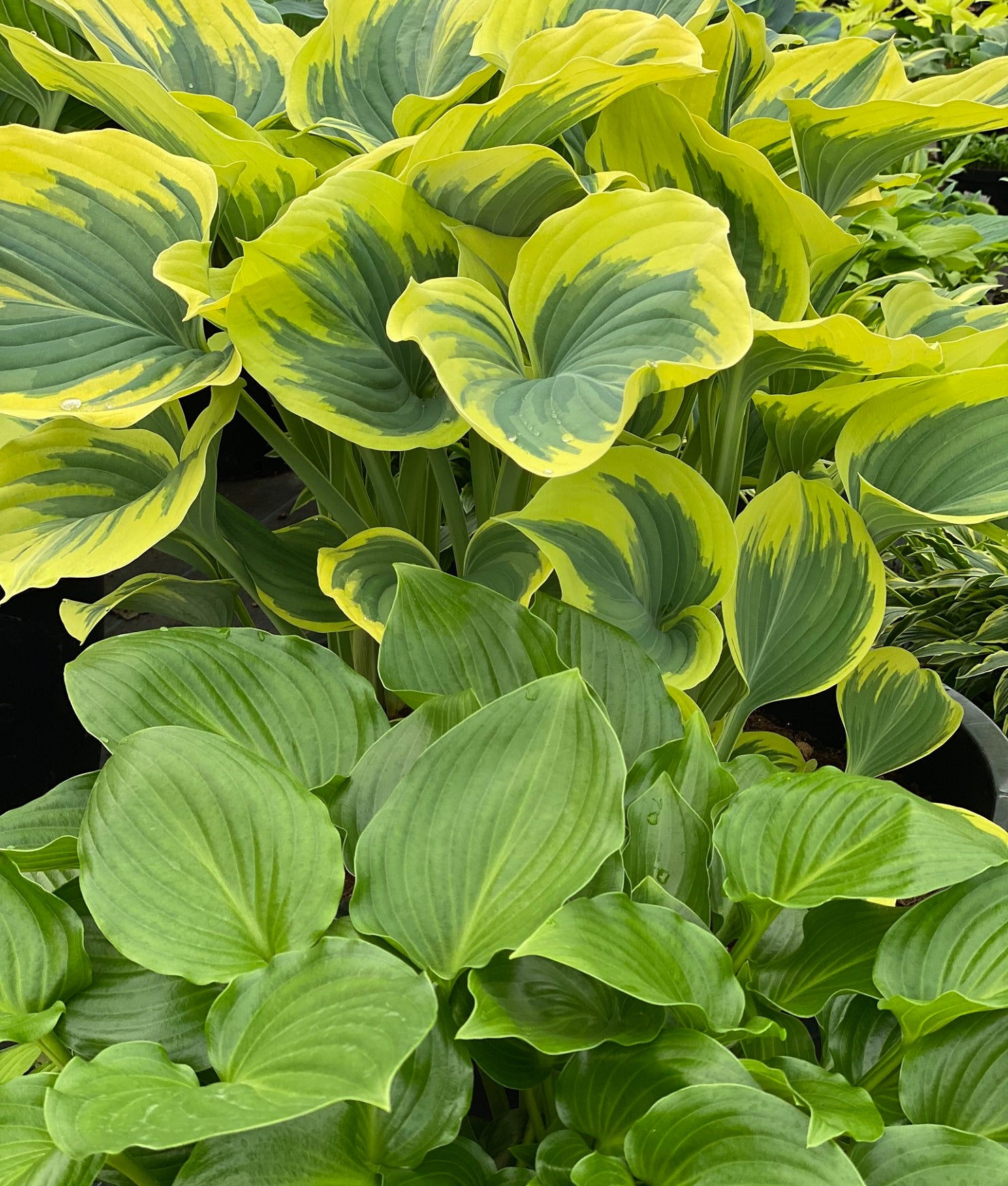 Hostas Rhs How to Grow Hostas - Sienna Hosta