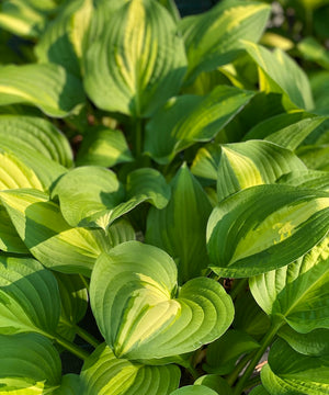 Easy Peasy Hostas