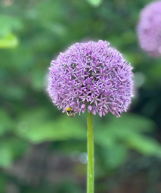 Hostas and Spring Bulbs...A Match Made In Heaven