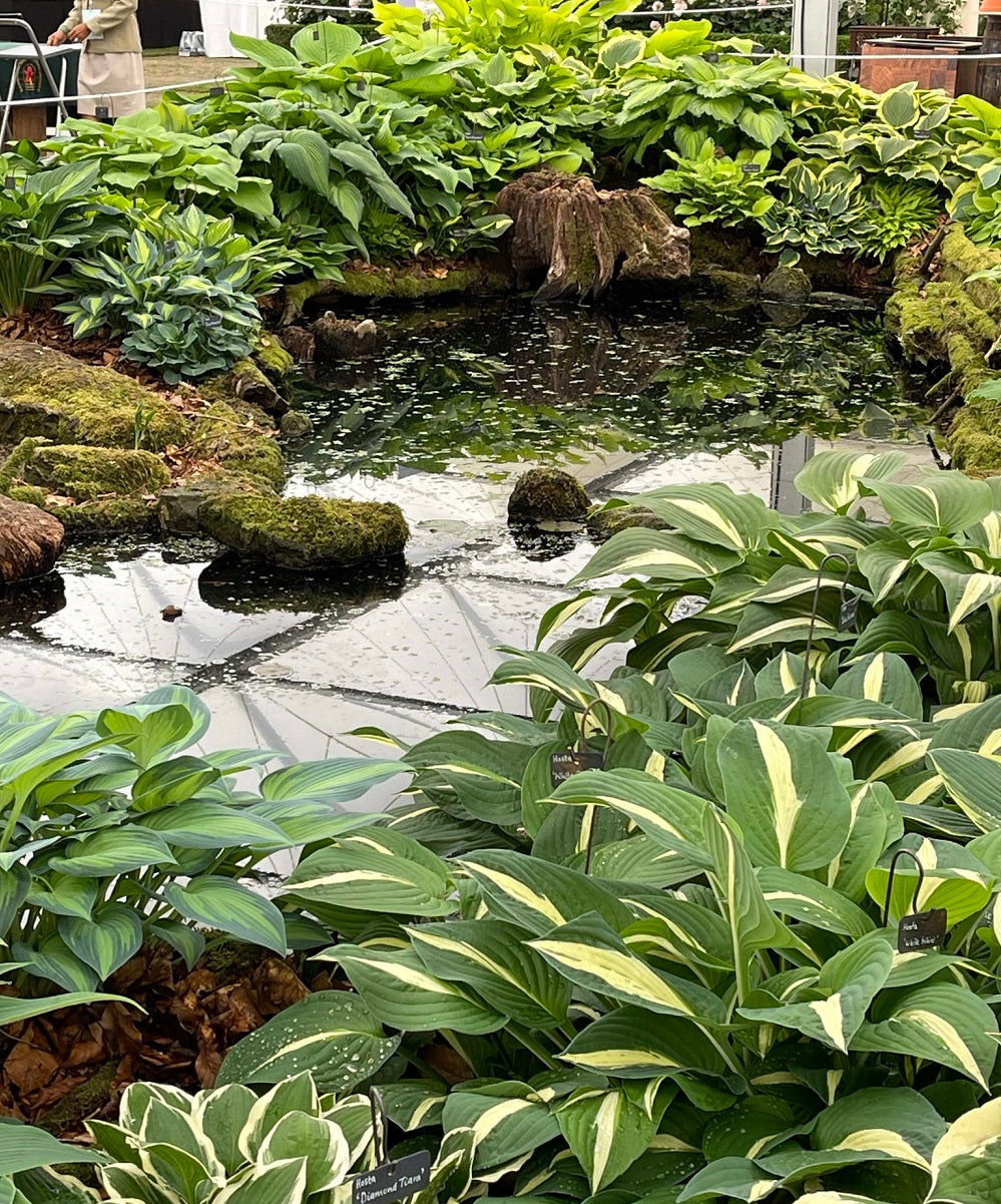 Sienna at RHS Chelsea 2022