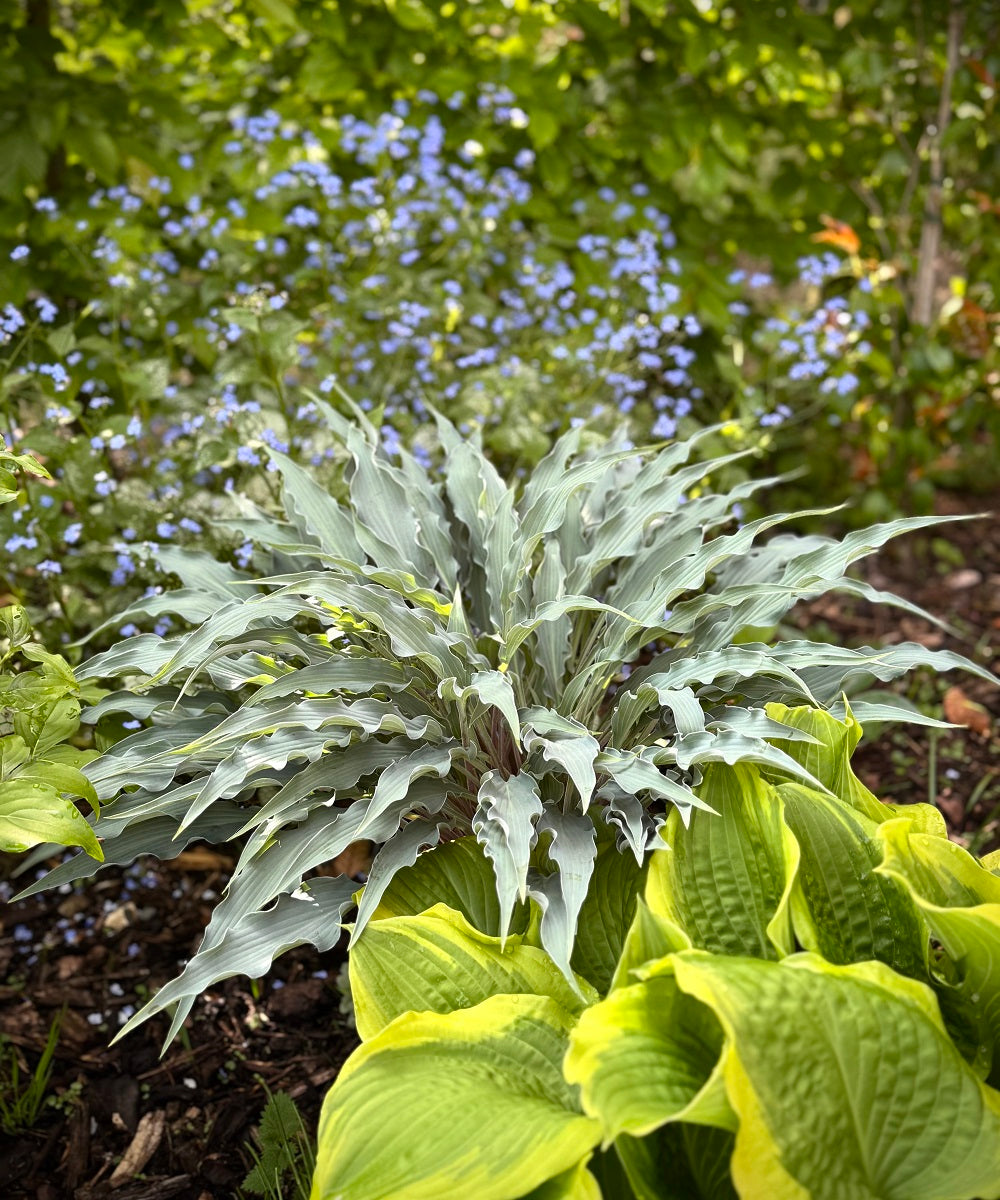 Why Shade Gardens Deserve More Attention