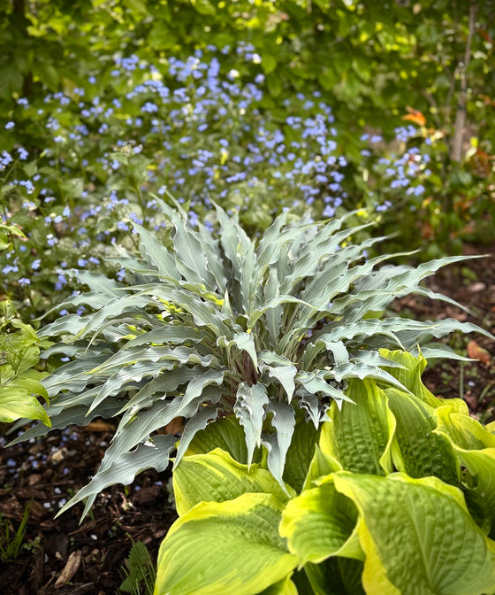 Why Shade Gardens Deserve More Attention