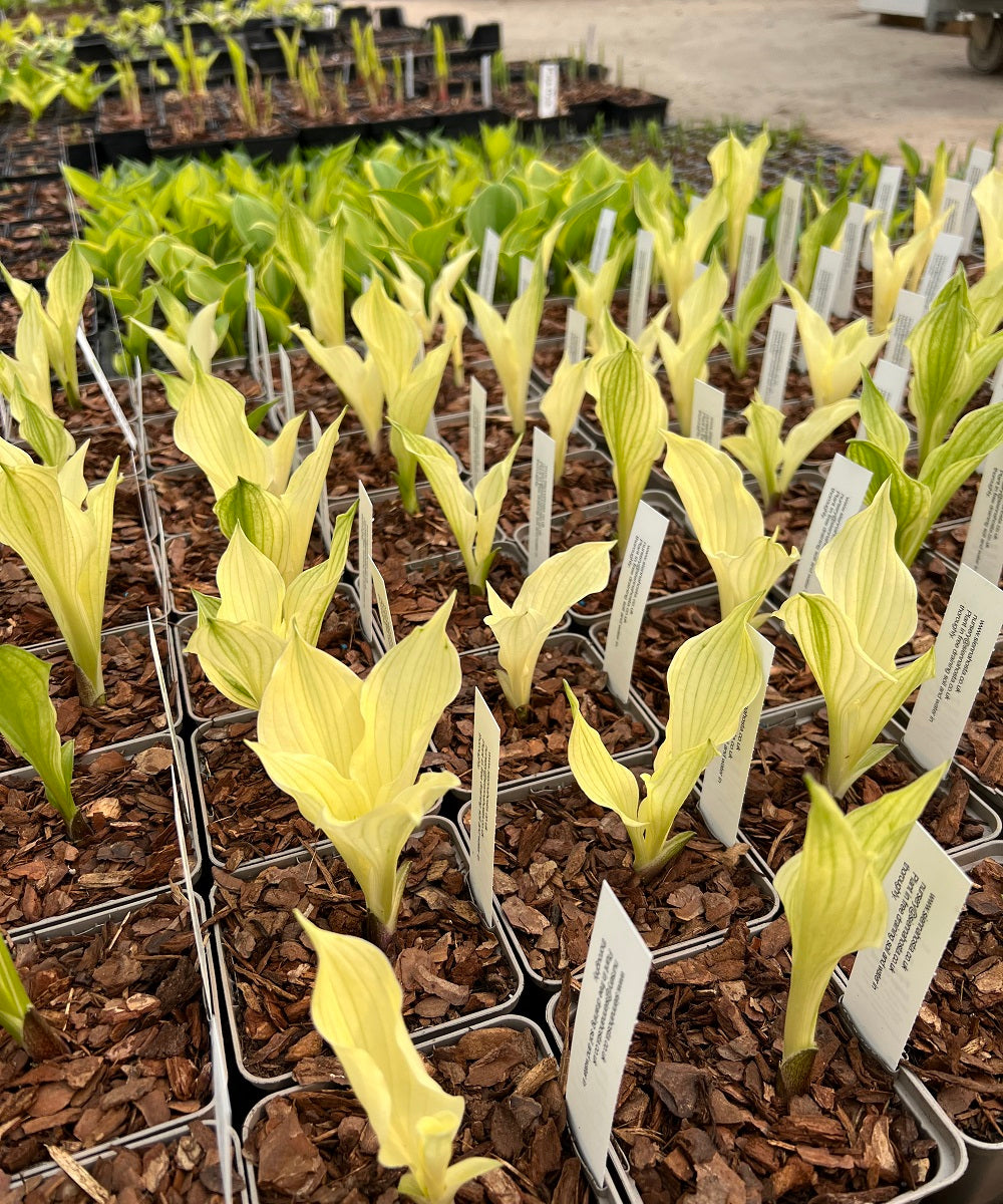 Let's Talk About 'White Feather'...