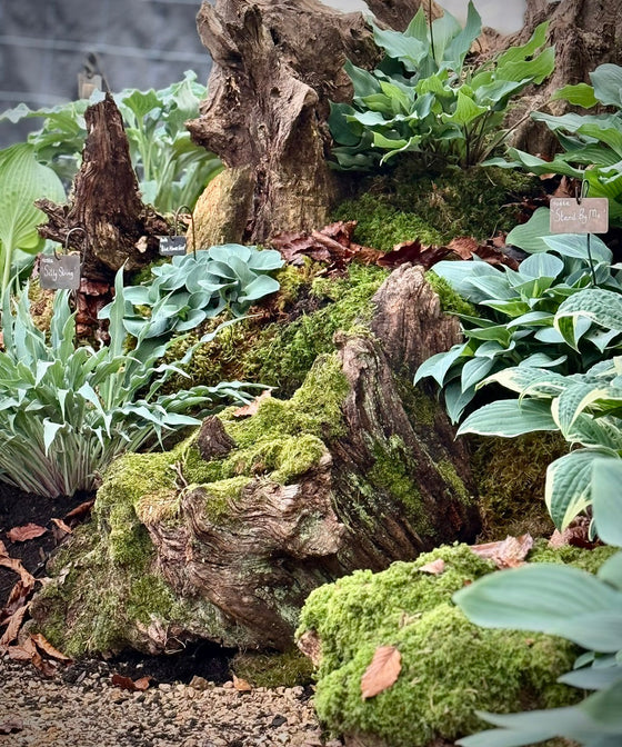 The Satisfaction of Growing Plants You'll Never See Finished