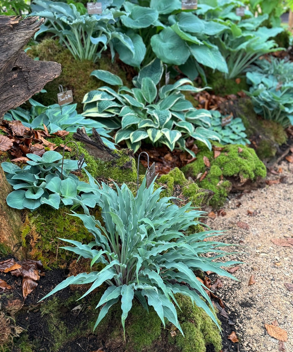 Hosta Doppelgangers...Am I Seeing Double?