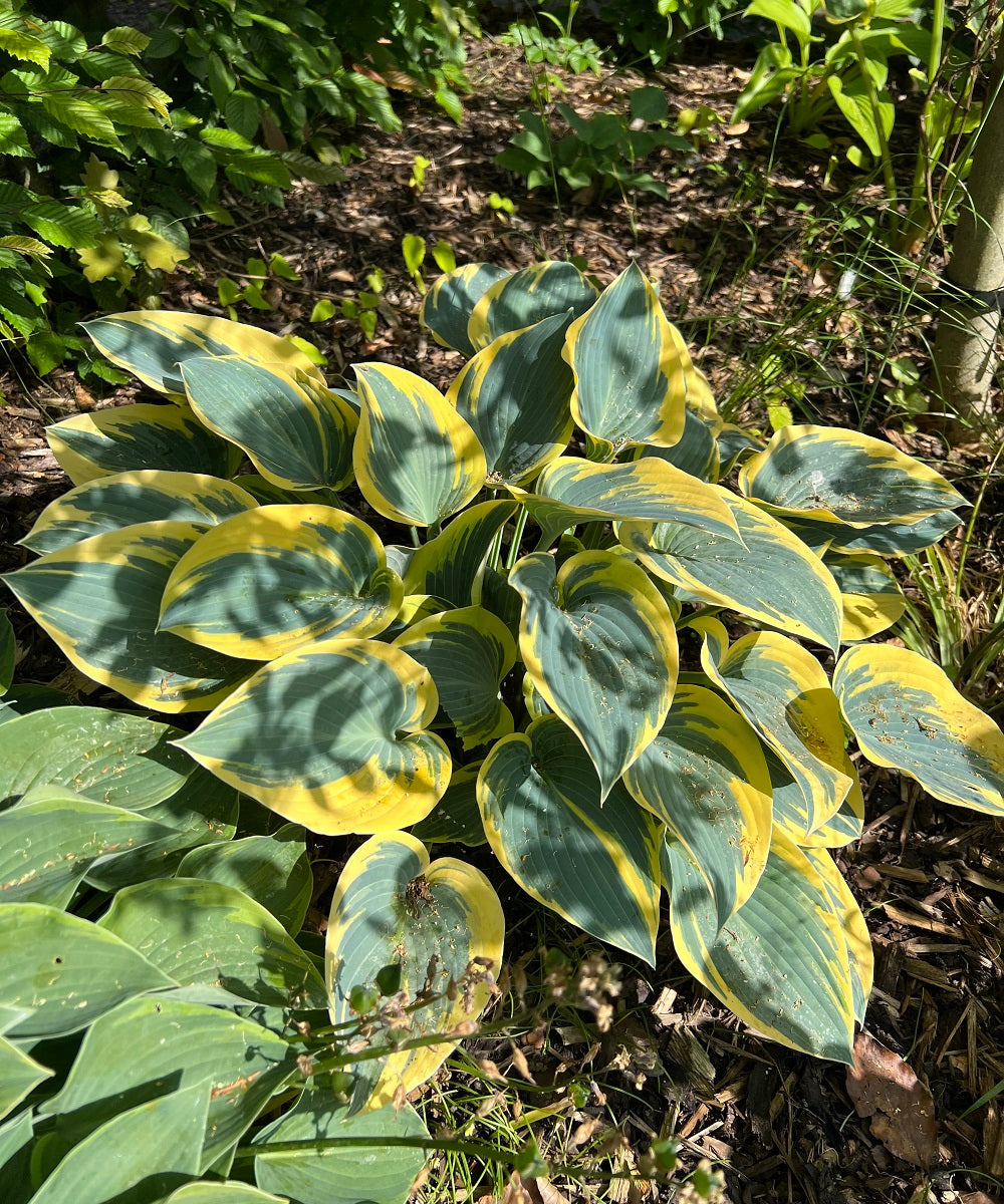 Why Light Levels are So Important