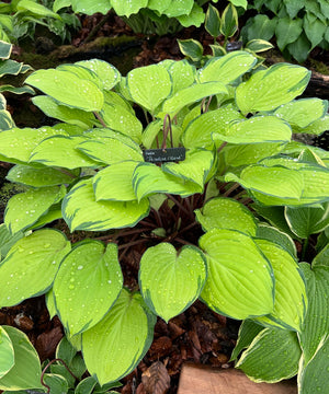 Hosta Sports, What Are They?