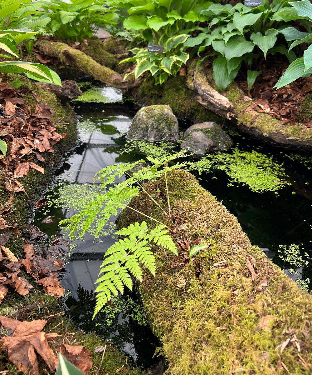 Hostas for Woodland Gardens: Natural Pairings That Work