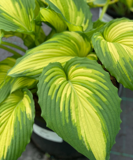 Why We Don't Sell Every Hosta We Grow
