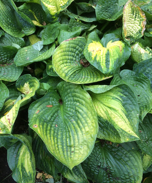 What To Do When Your Hostas Reverts?