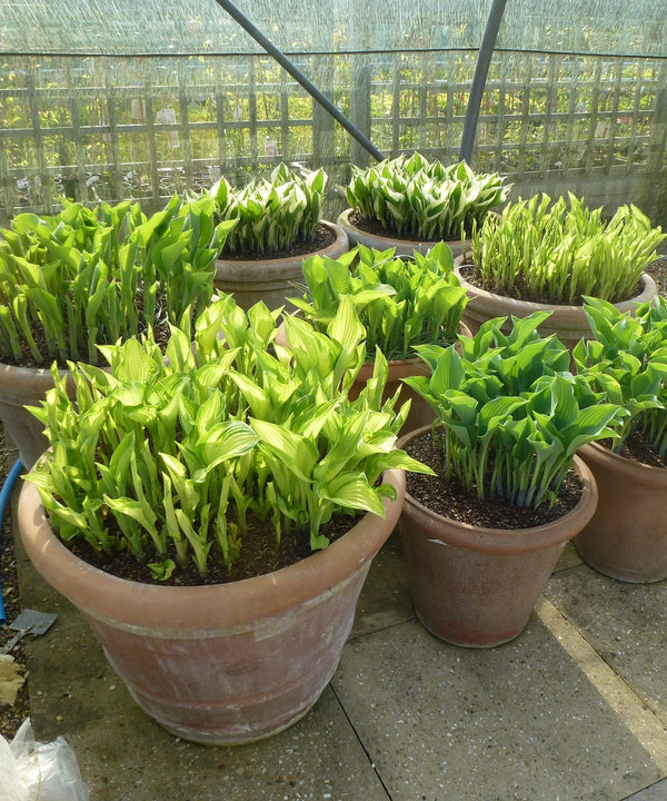 What Pot Size Does My Hosta Need? - Sienna Hosta