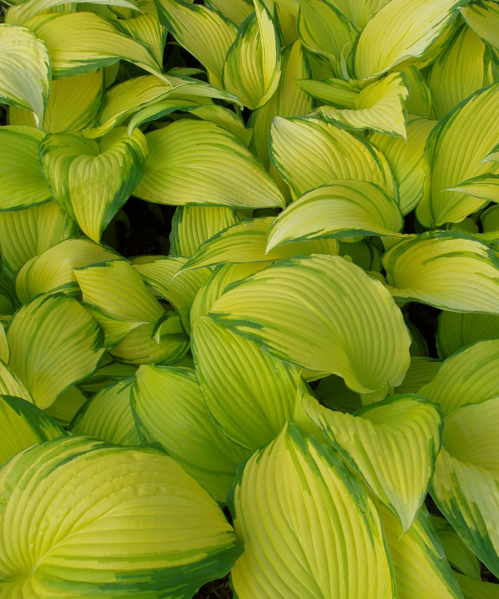 Hosta Bulbs Spring Hostas in the Spring - Sienna Hosta
