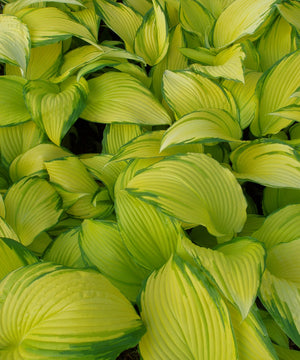 Hostas in the Spring