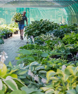 Creating a Shady Garden