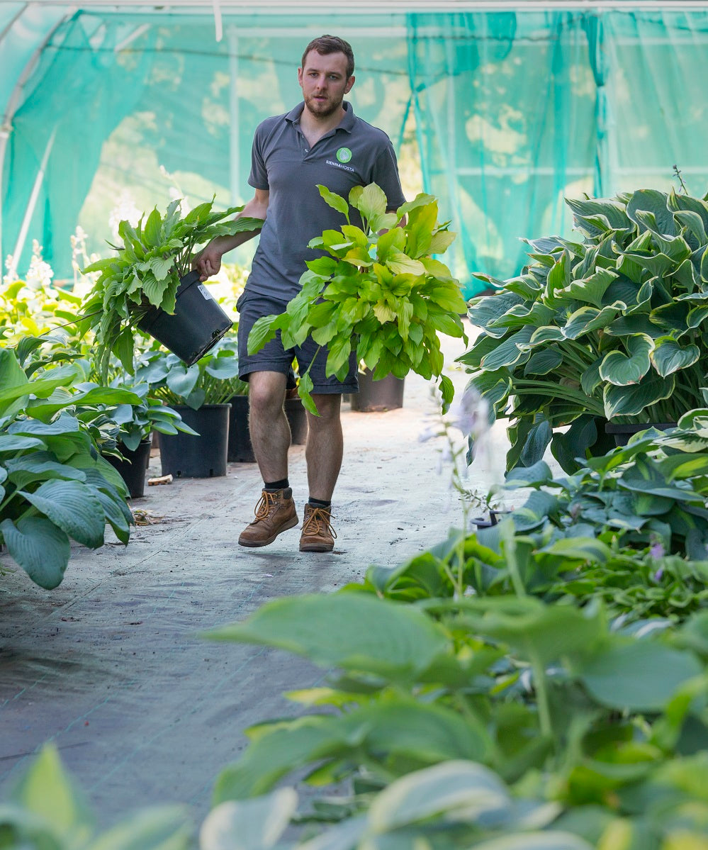 Are Hostas Better in Pots or Ground?
