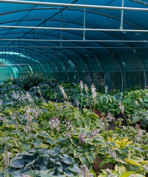 Hostas July to September