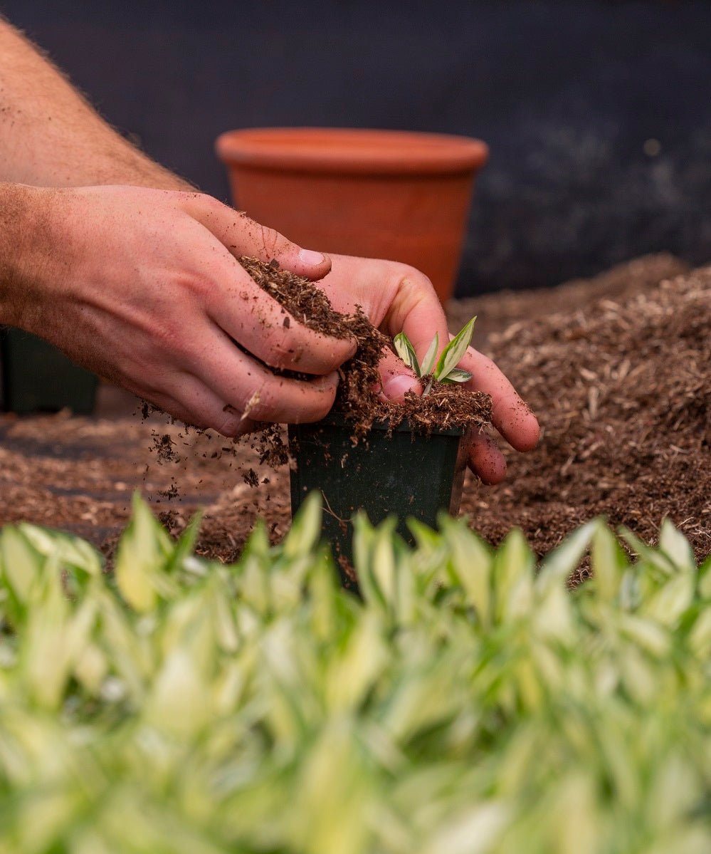 Can I Grow Hostas Indoors?
