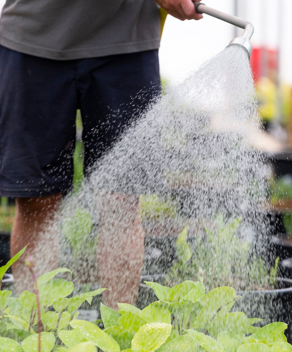 Watering Hostas