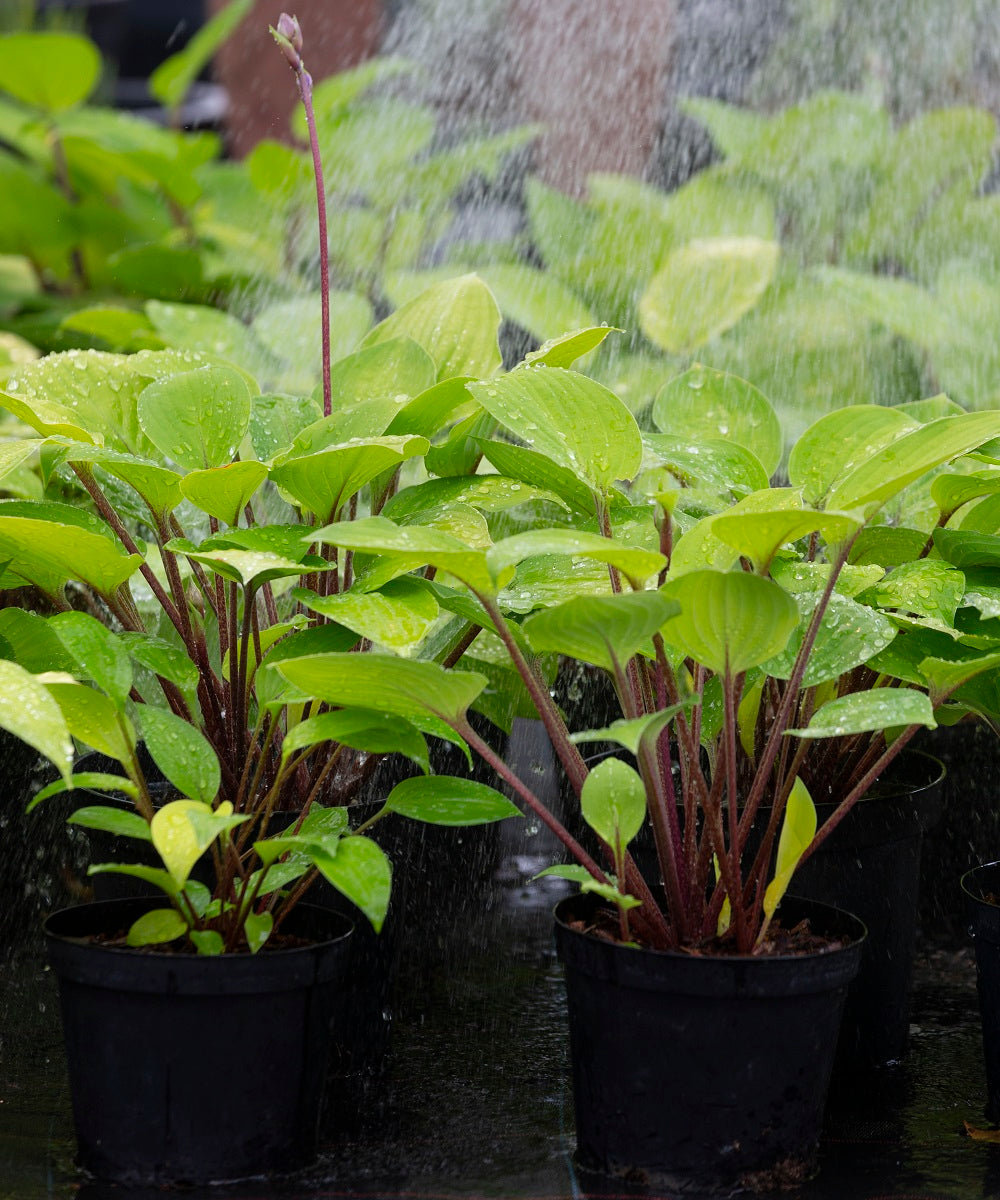 To Do List Part 2 April To June Sienna Hosta to-do-list-part-2-april-to-june-sienna-hosta
