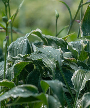 Interesting Hosta Facts