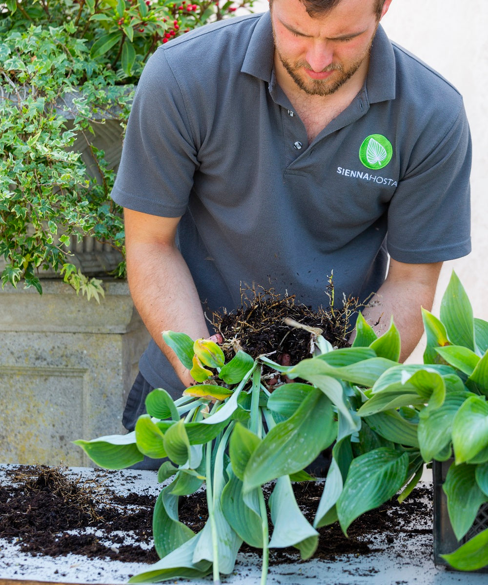 When to Divide Hostas (and How to Do It Properly)