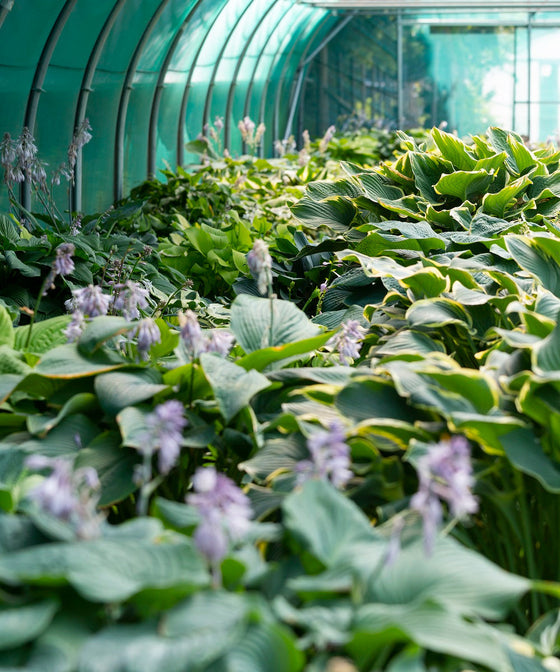 Why Some Hostas Cost More Than Other (A Grower Explains)