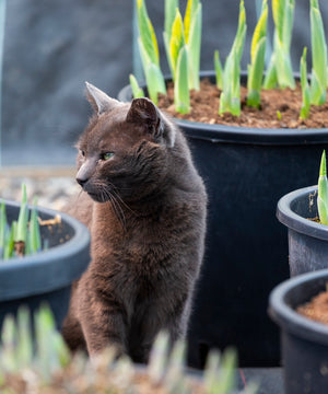 Hostas and Pets