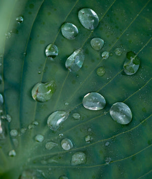 Hosta Pests