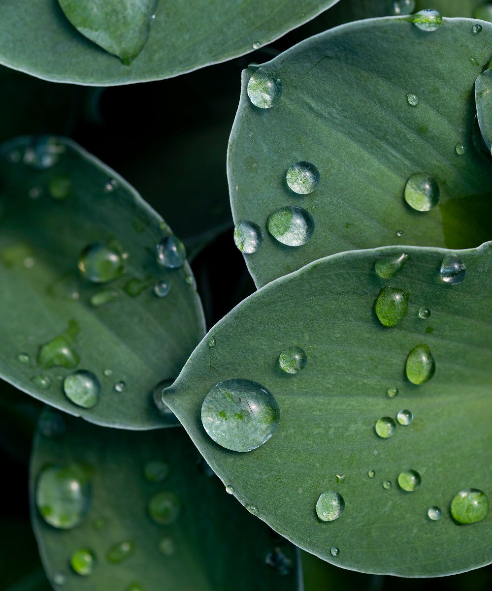 Planting Hostas in Deep Shade