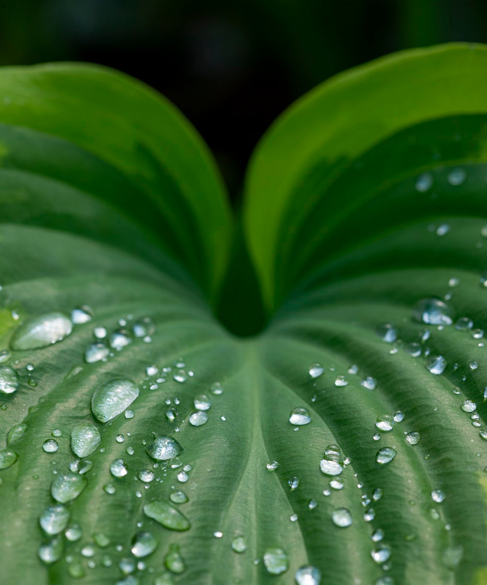 Watering and Feeding