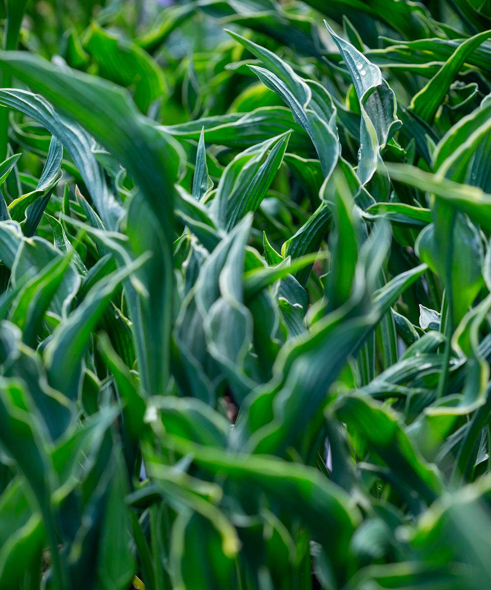 Weird and Wonderful Hostas