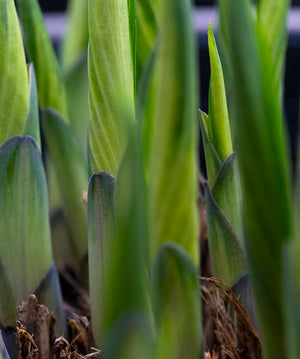 Edible Hostas