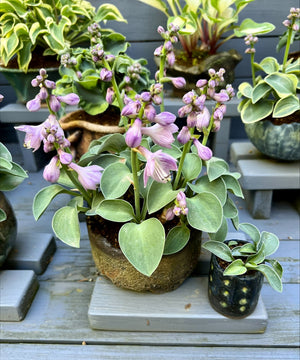 Bonsai Hostas