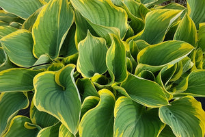 Sienna Hosta Large and Giant Hostas