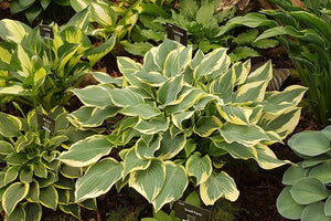 New Hostas