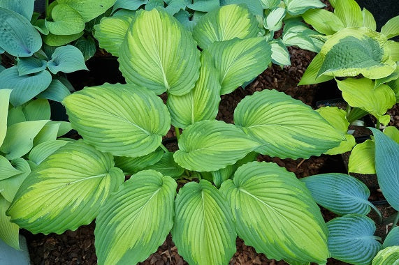 Sienna Hosta Specials