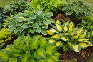 Sienna Hosta Special Offers