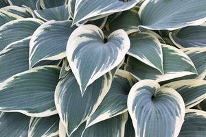 Sienna Hosta Medium