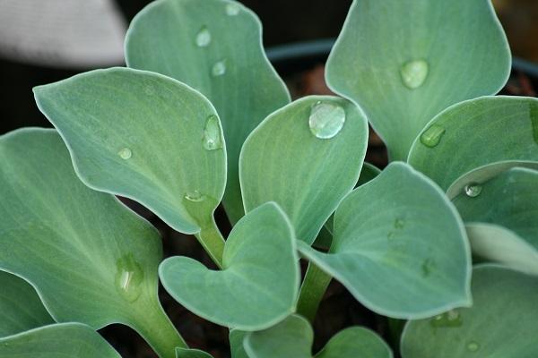 Sienna Hosta Miniature and Small Hostas