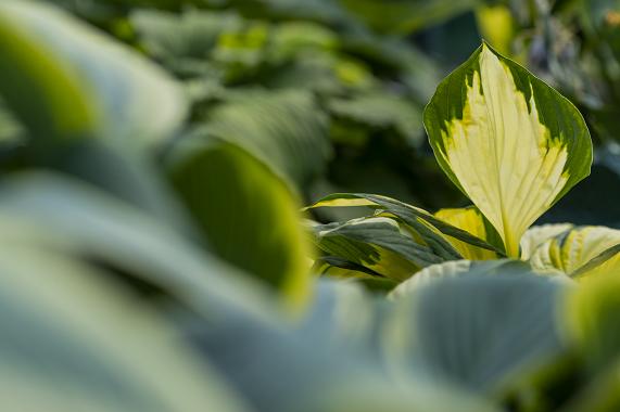 Sun Tolerant Hostas