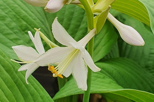 Scented Hostas