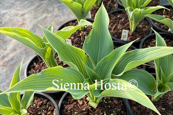 Hosta 'Alligator Shoes'