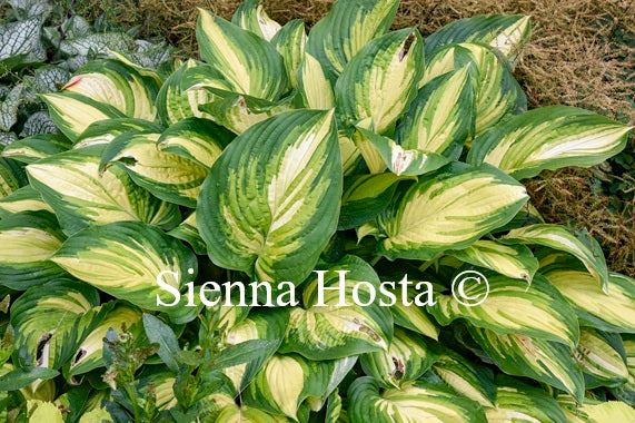 Hosta 'Affair to Remember'