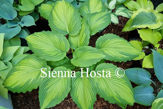 Hosta 'Angel Falls'