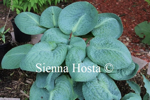 Hosta 'Around and Around'