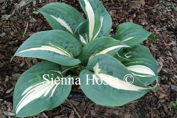 Hosta 'BEAuty from Poland'