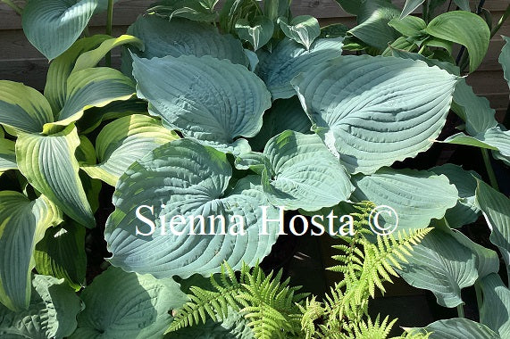 Hosta 'Beautiful Hope'