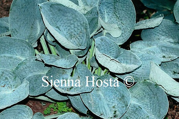 Hosta 'Beer Belly Blues'