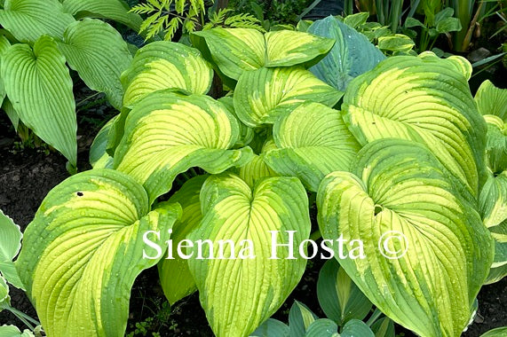 Hosta 'Big Performer'